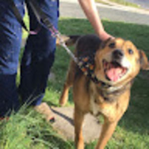 Meet your Posher, Pika